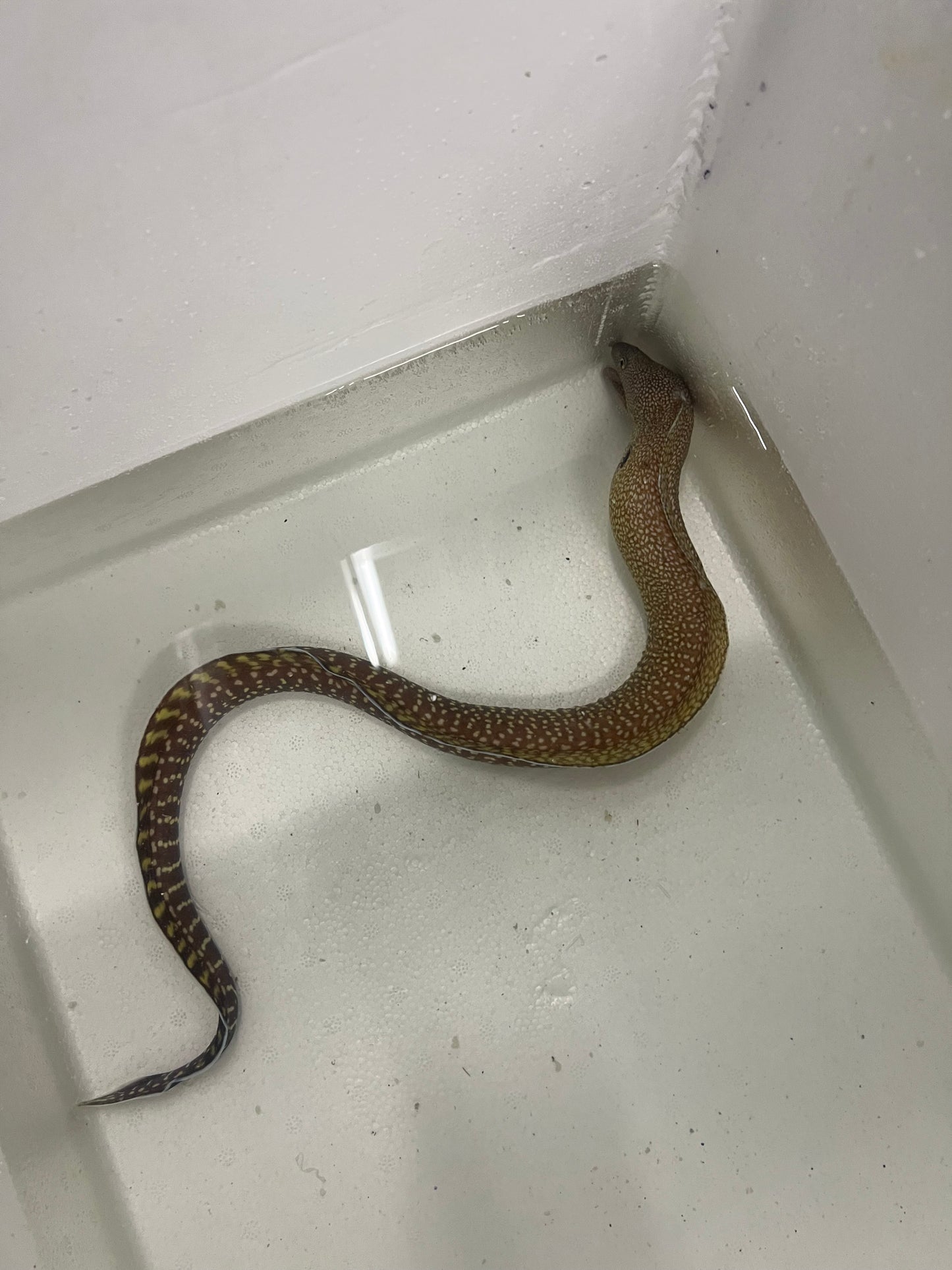 Japanese Elegant Moray | Gymnothorax elegans (18")