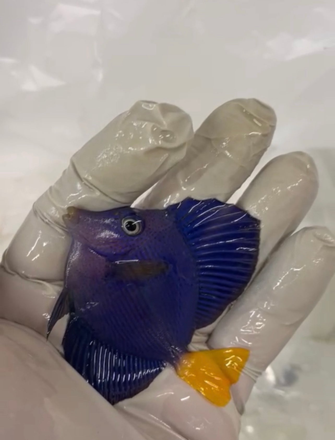Red Sea Purple Tang | Zebrasoma xanthurus (1.5-3”)