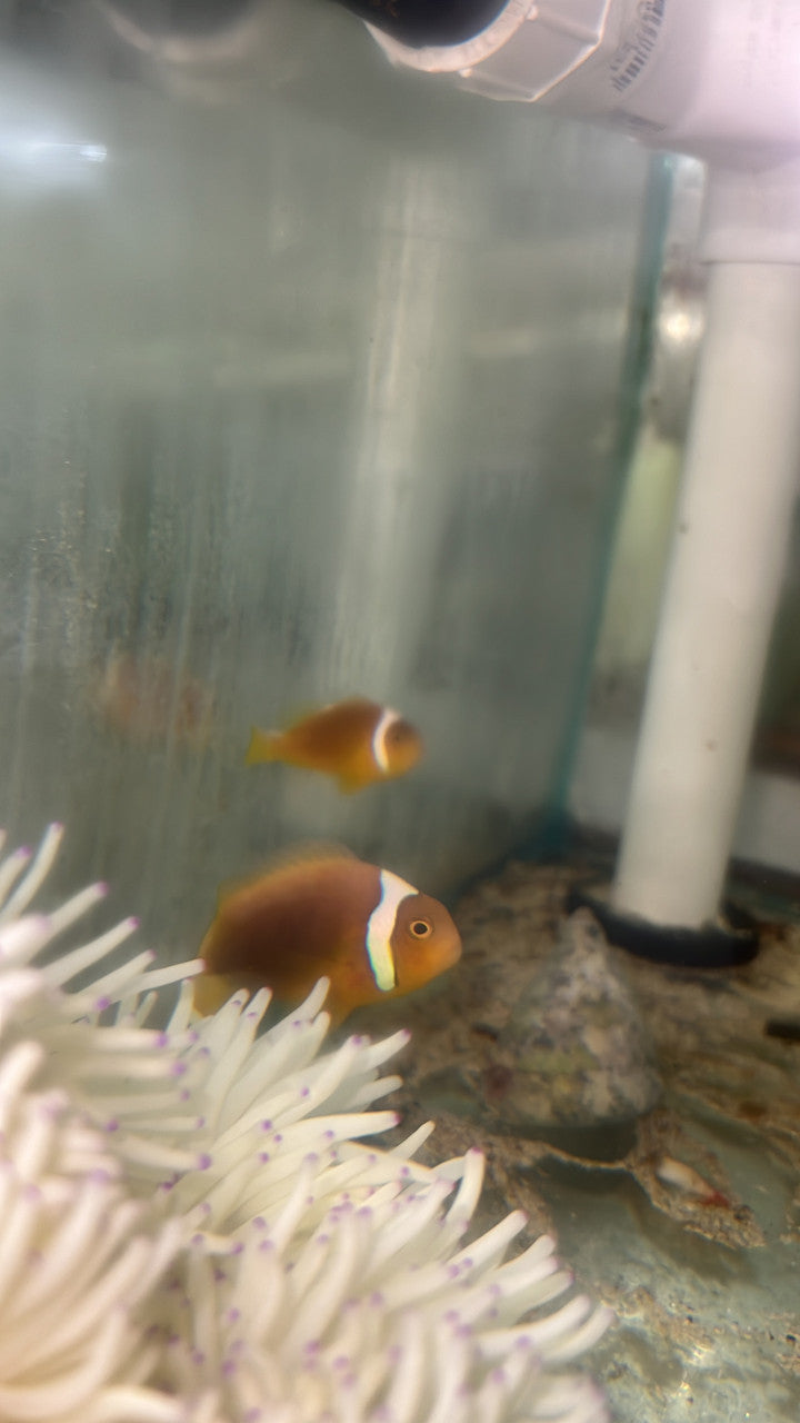 WYSIWYG White Bonnet Clownfish with host Malu Anemone