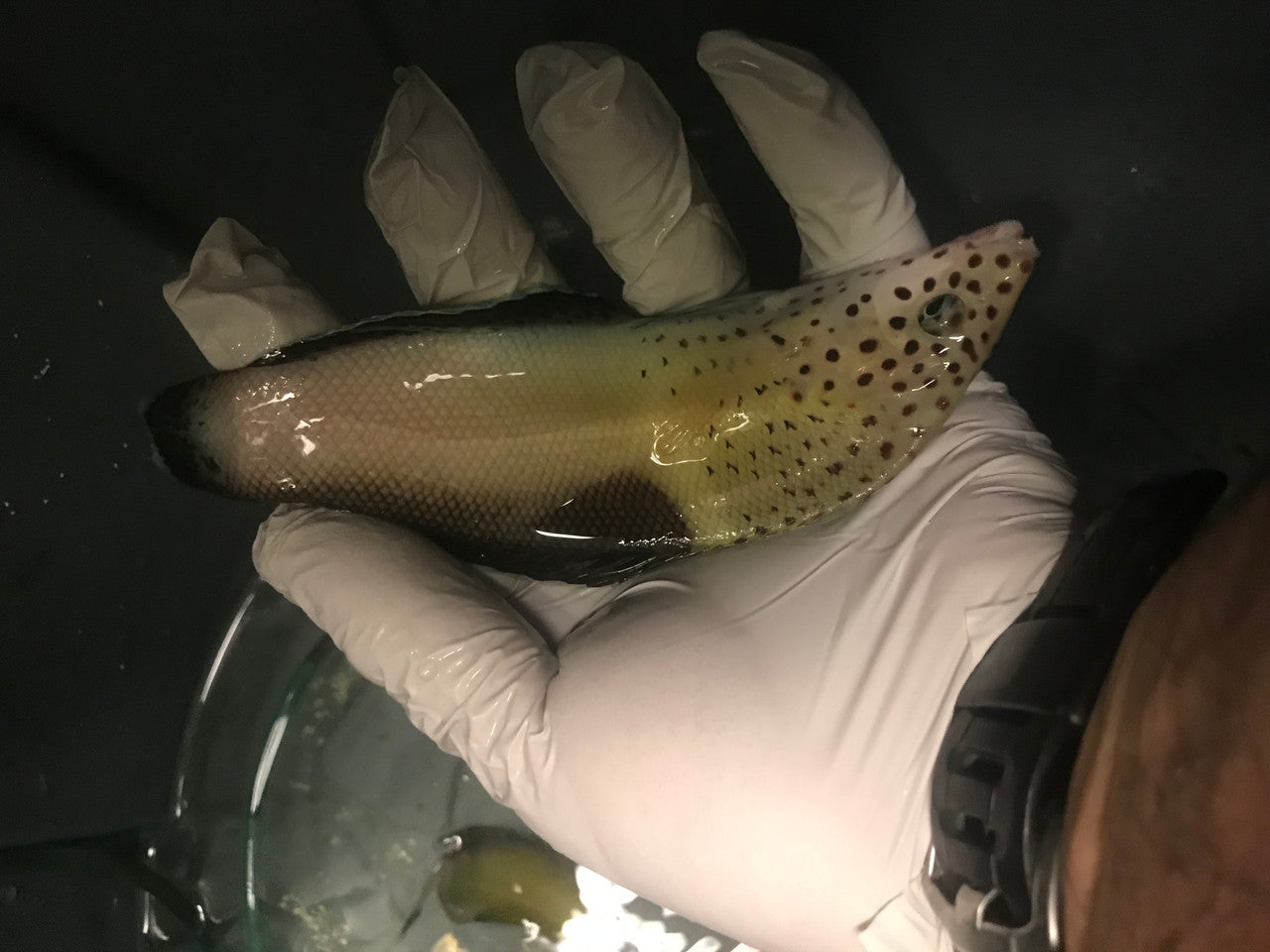 Twinspot Coris Wrasse-8"