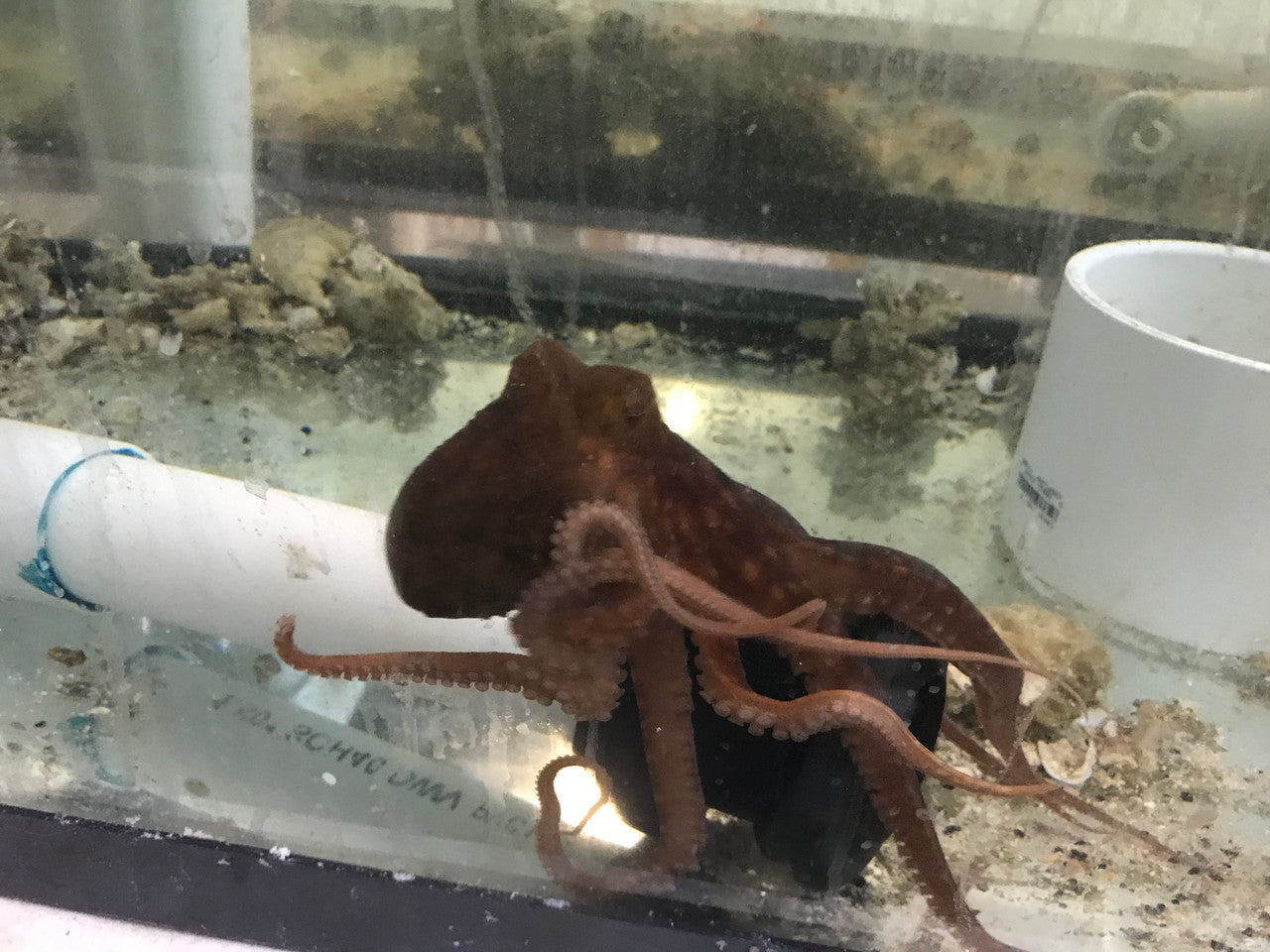 Red Bali Octopus | Octopus Macropus