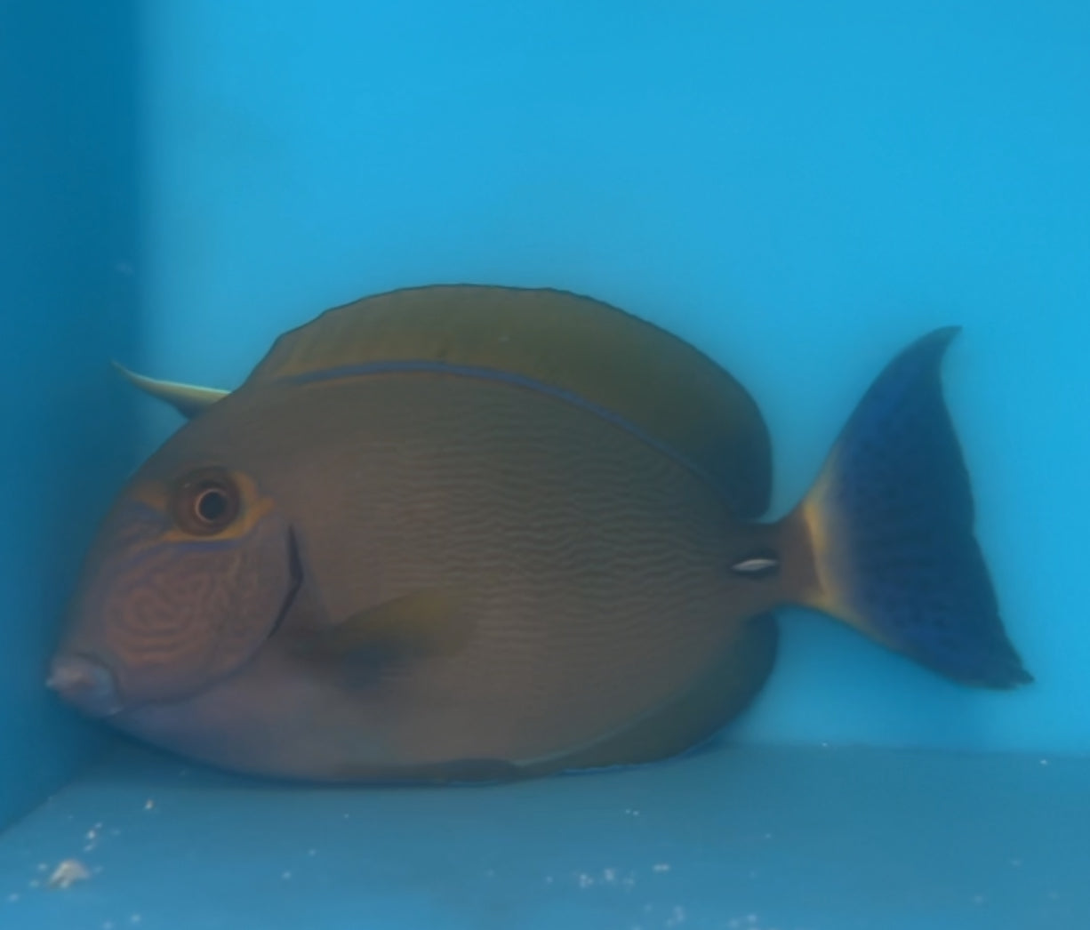 Dussumeri Tang-Adult 5-6" (Australia )