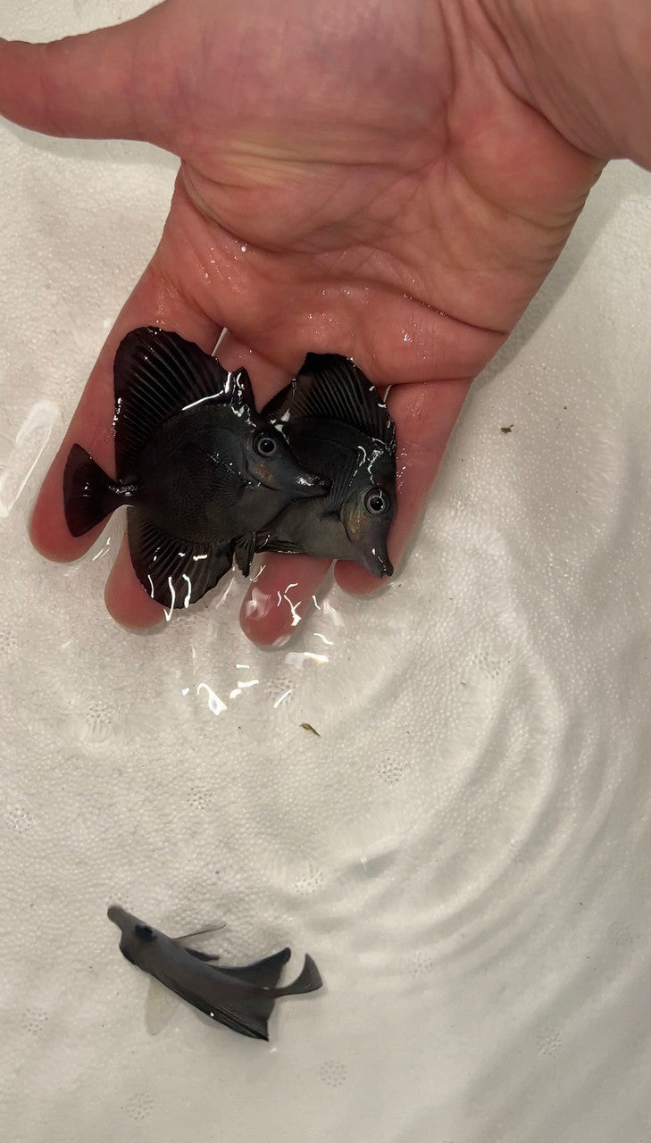 Black Longnose Tang | Zebrasoma Rostratum 1.5-2"”