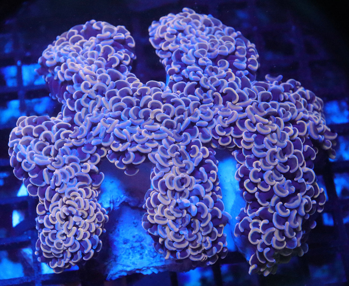 Pink Wall Hammer Colony (95)