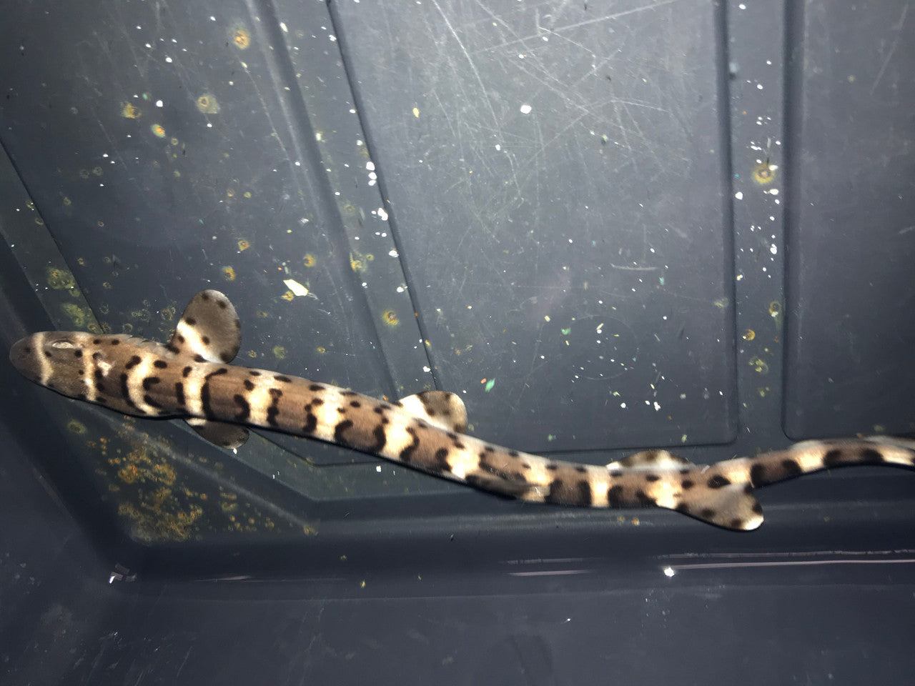 True Western Australia Marble Cat Shark (12")