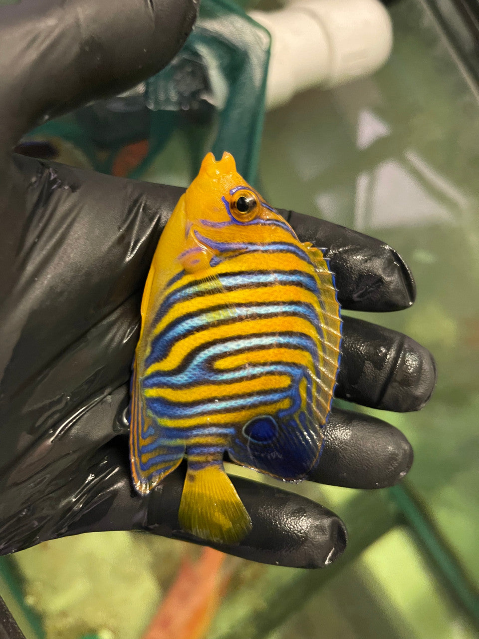 Regal Angel (True Red Sea)-2-1/2” Juvenile Misbar