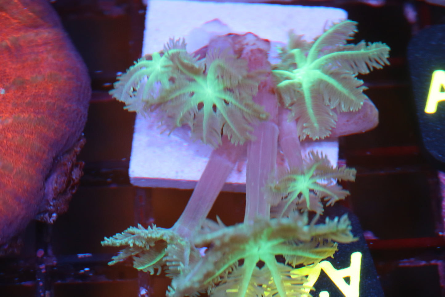 Neon Cloves (16)