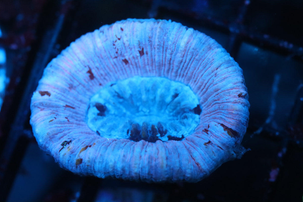 Aussie lavender Trachy (B202)