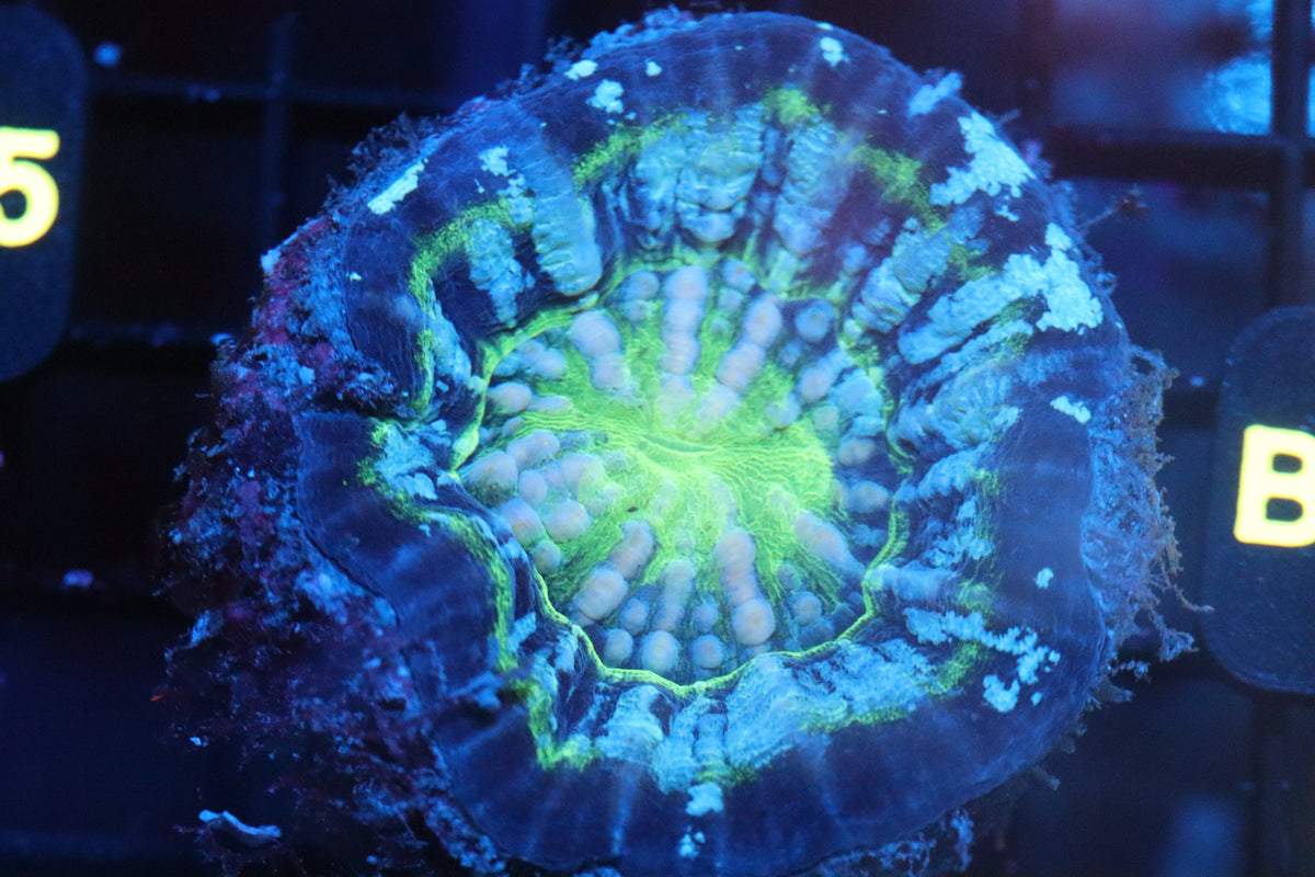 Ufo Scoly (B187)