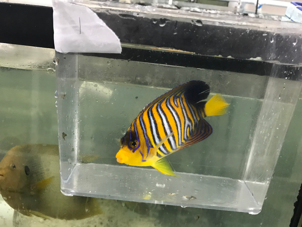 Madagascar Regal Angel (Yellow Belly)-Misbar 1 (4")