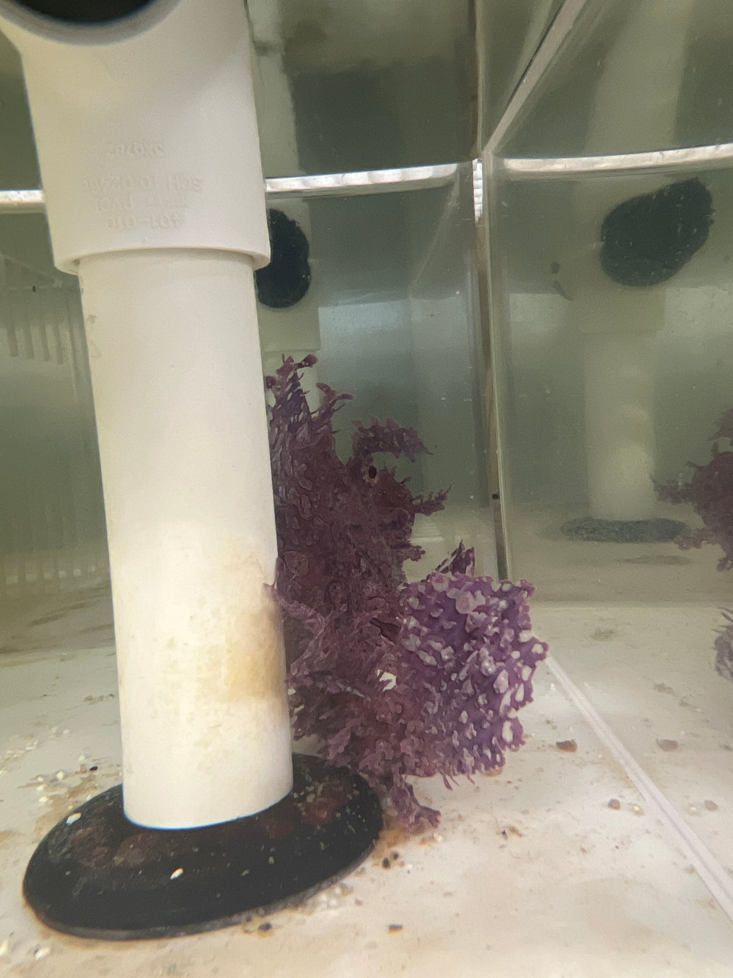 Rhinopias Scorpionfish-purple-weedy