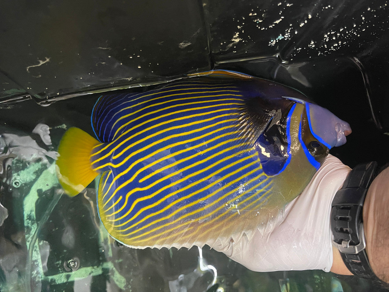 10” Imperator Angel (Red Sea orange tail)