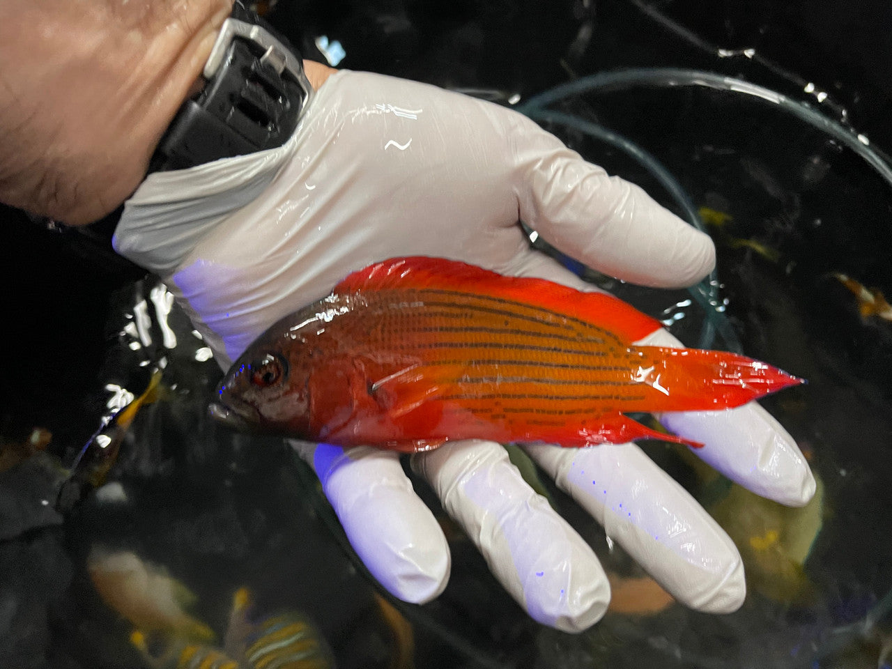 Firetail Dottyback Labracinus cyclophthalmus (6")