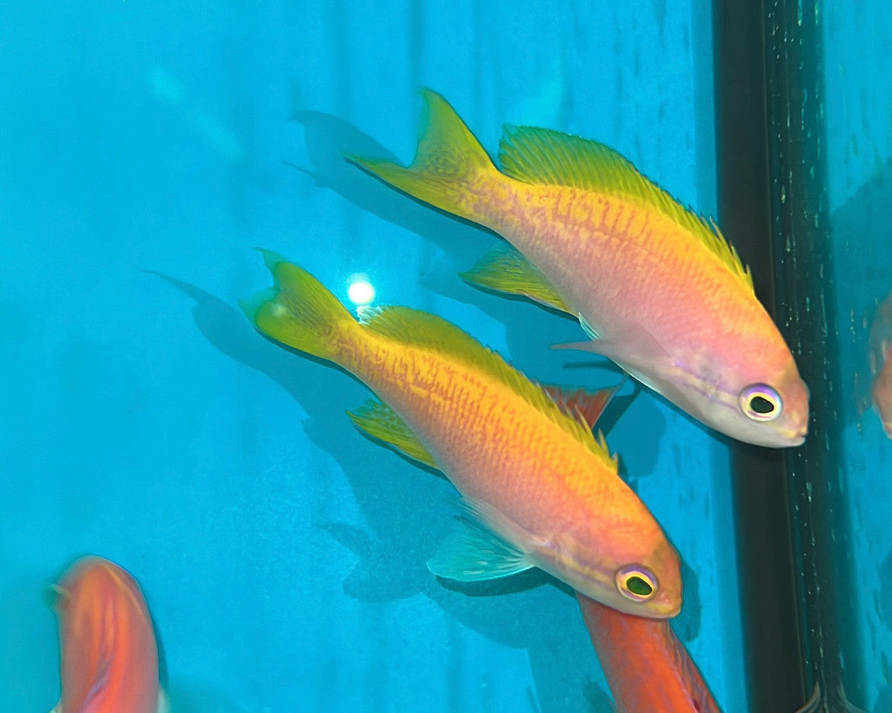 Bimaculatus Anthias (Female)