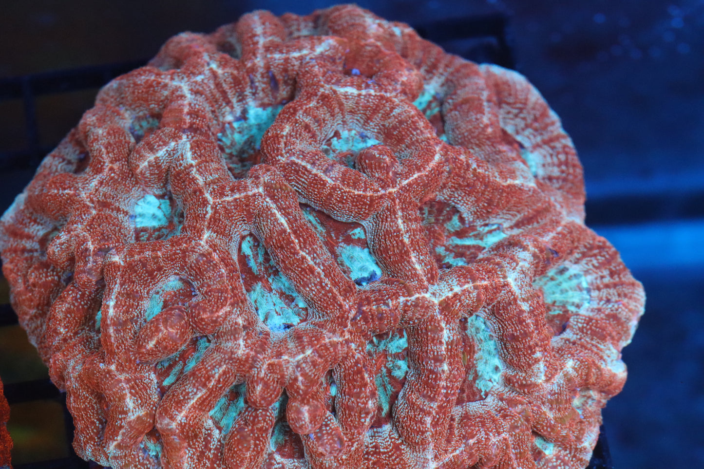 Pink Bellini Bowerbanki Colony (D93)