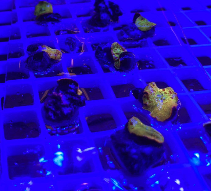 Jawbreaker Mushroom-Electus Strain