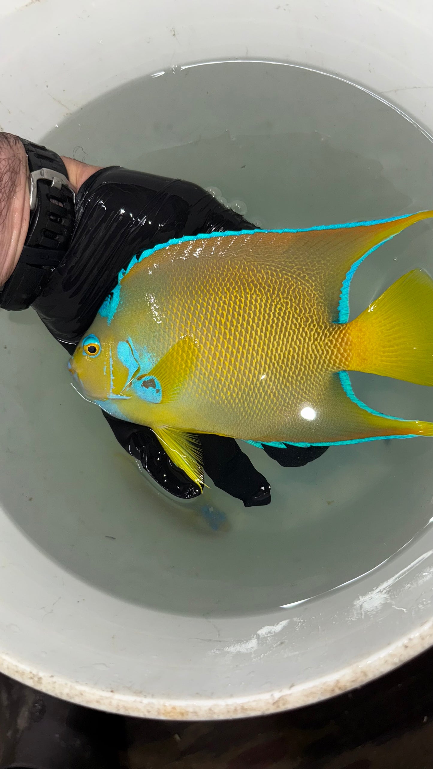 Townsend Angelfish (6-7")
