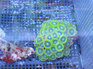Green Zoanthid Colony