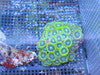 Green Zoanthid Colony