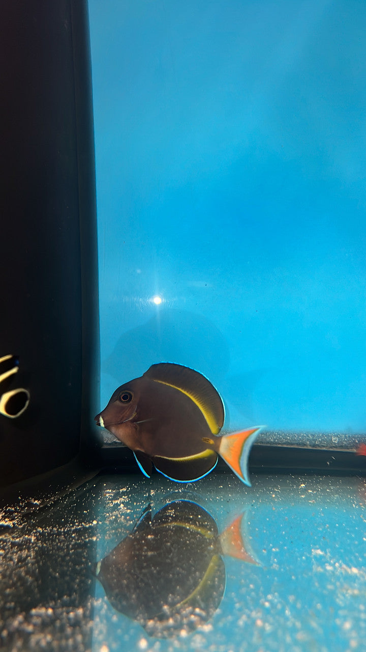 Achilles/Goldrim Hybrid Tang 2.5”