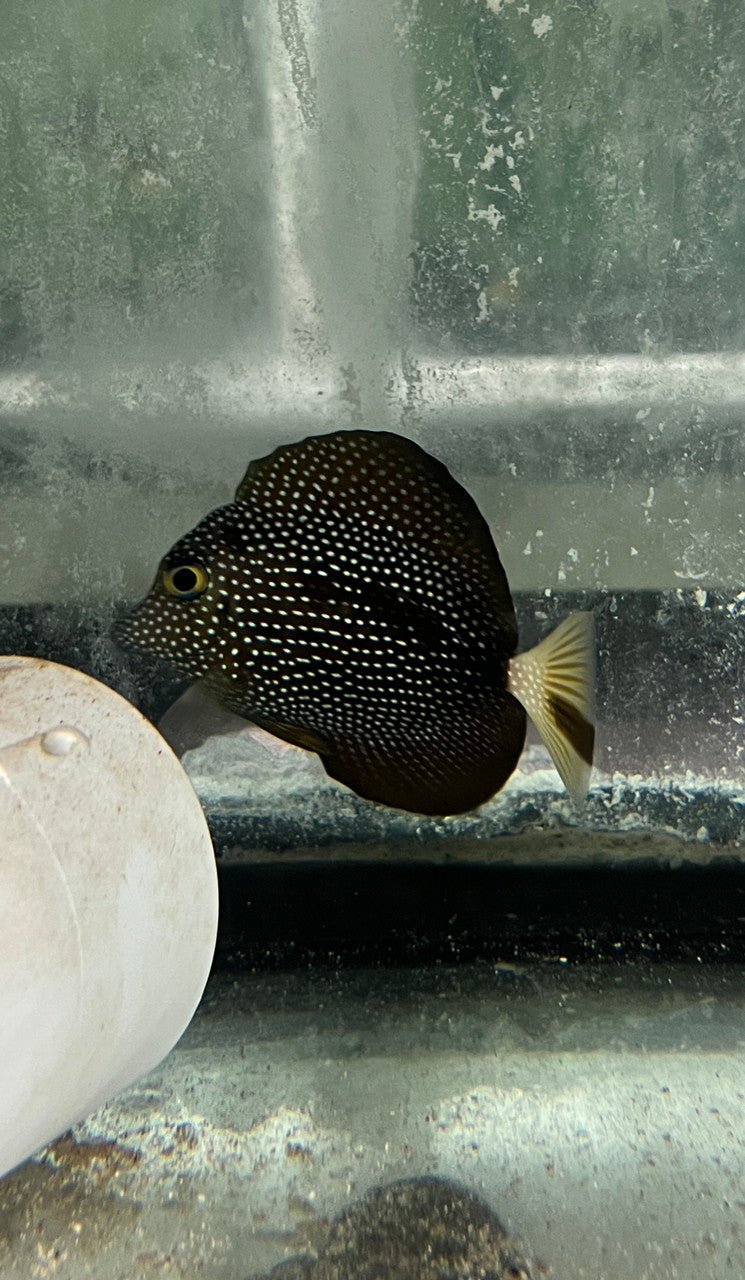 “Shadowstreak” Gem Tang - ONE OF A KIND (wysiwyg)