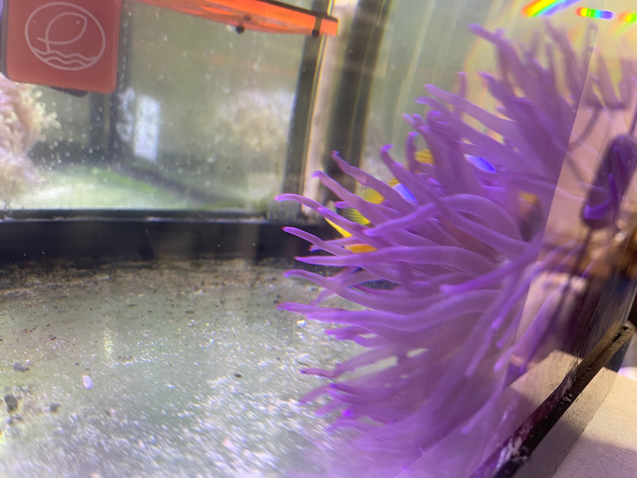 Long Tentacle Anemone-Purple (XL)
