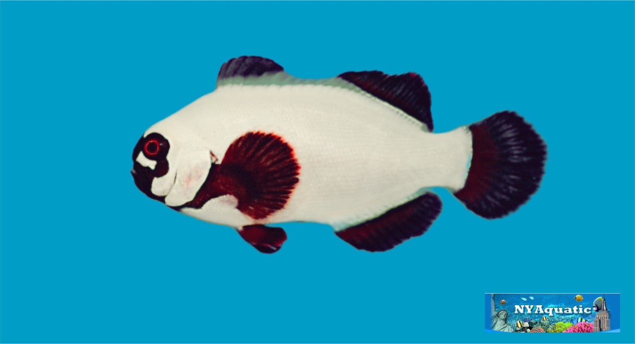 Gold Nugget Maroon Clownfish (3-5cm)