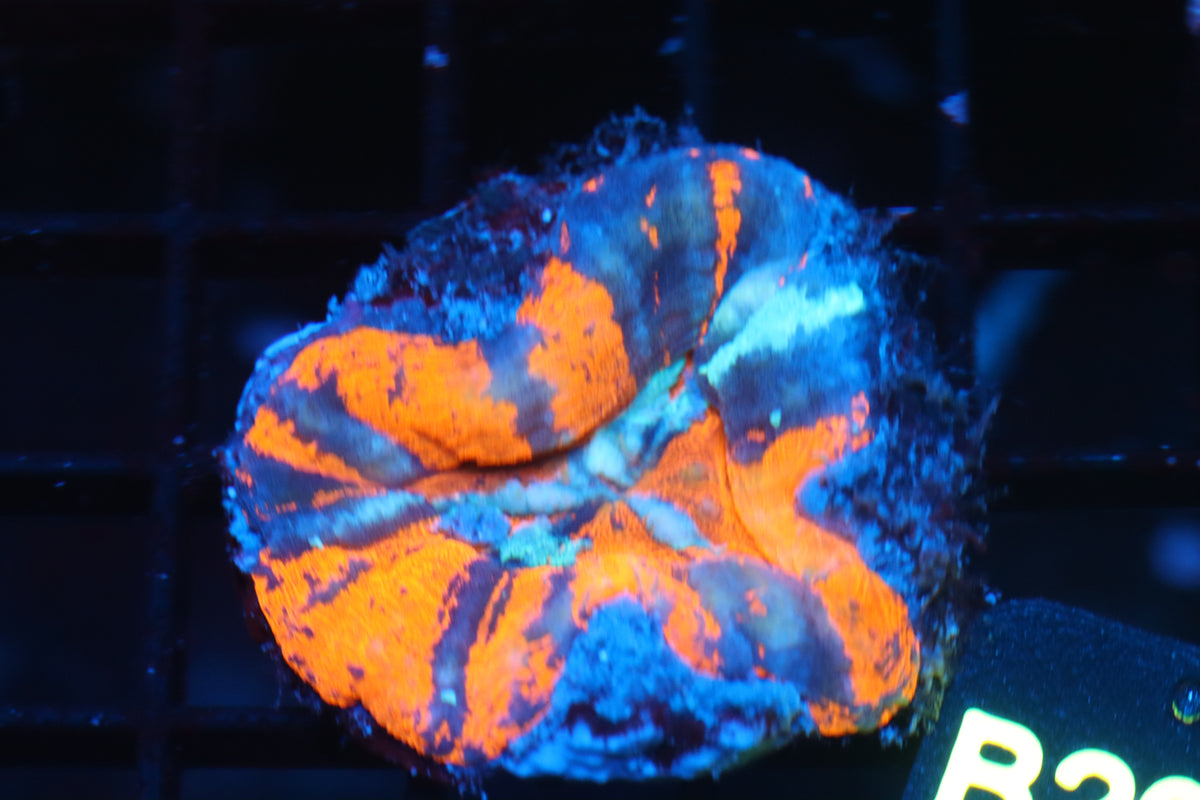 War paint Scoly (B200)
