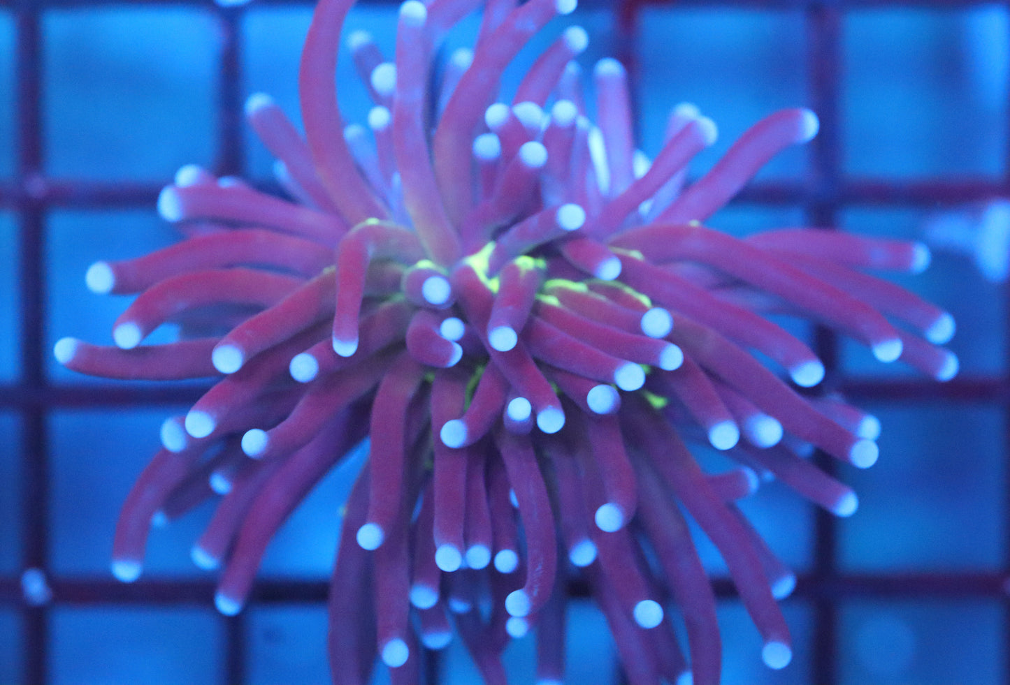 Blue Tip Torch (A12)