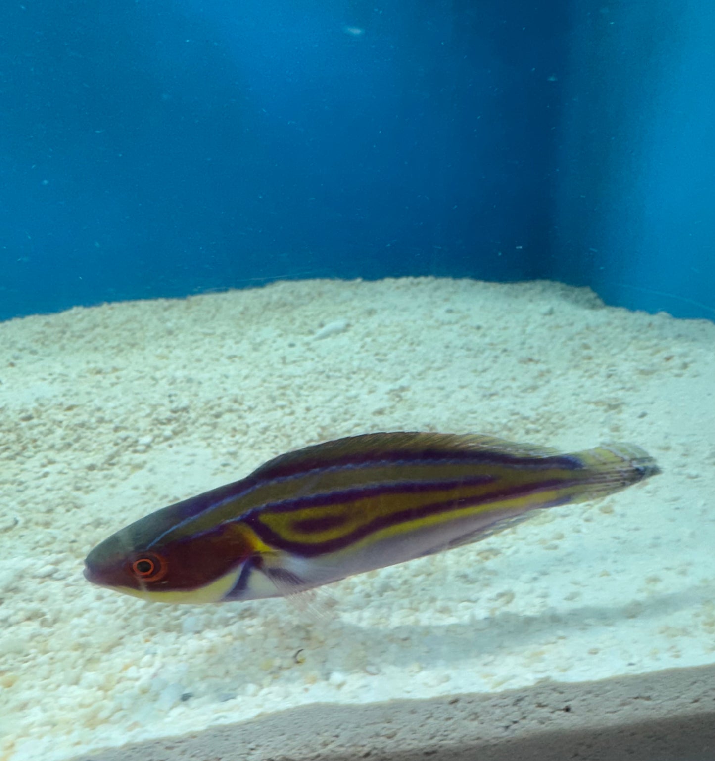Labouti Wrasse-5” Supermale (WYSWYG #6)