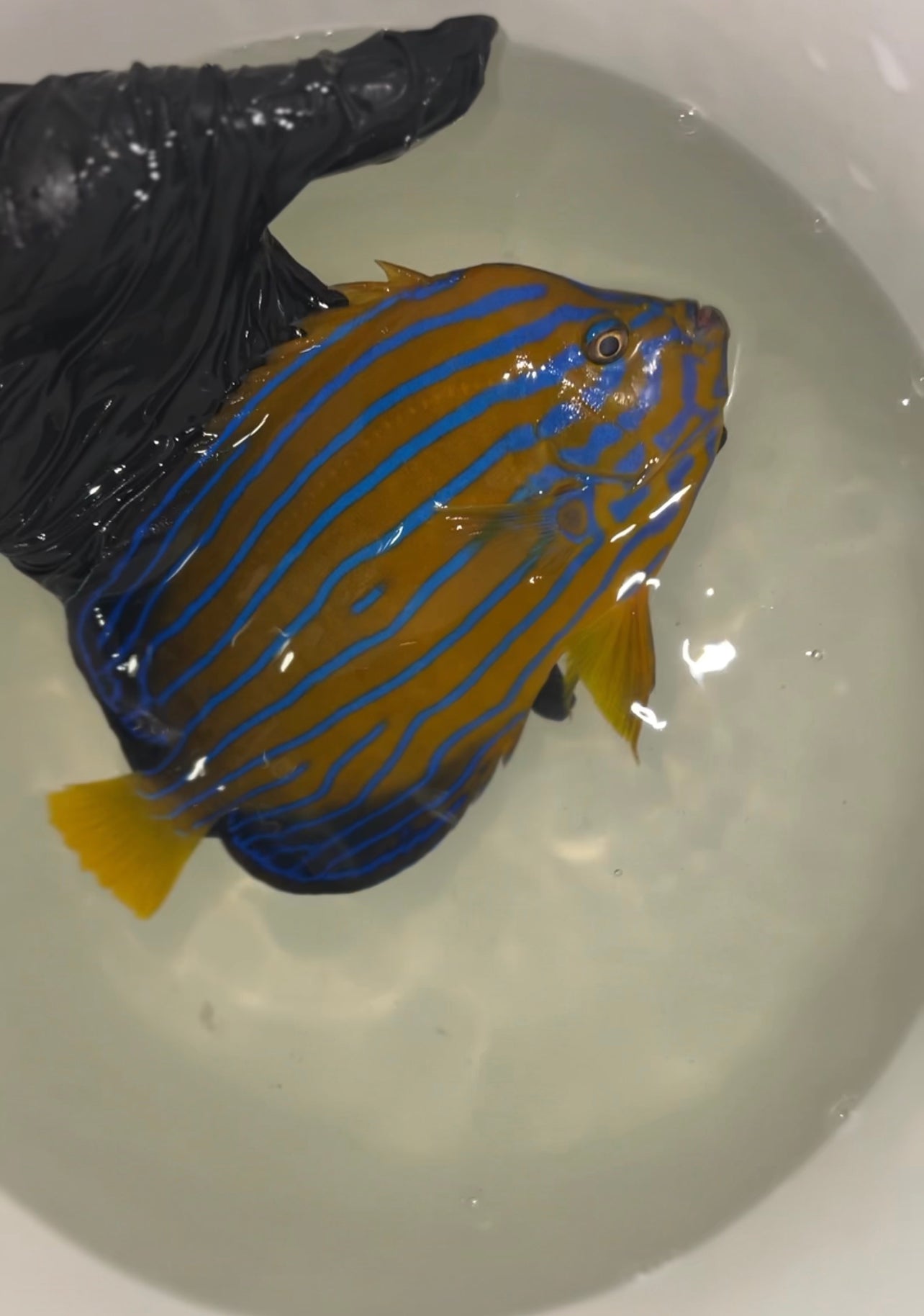 Japanese Blue Line Angel | Chaetodontoplus Septentrionalis (6-7")