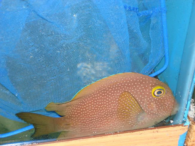 Blue Spotted Kole Tang