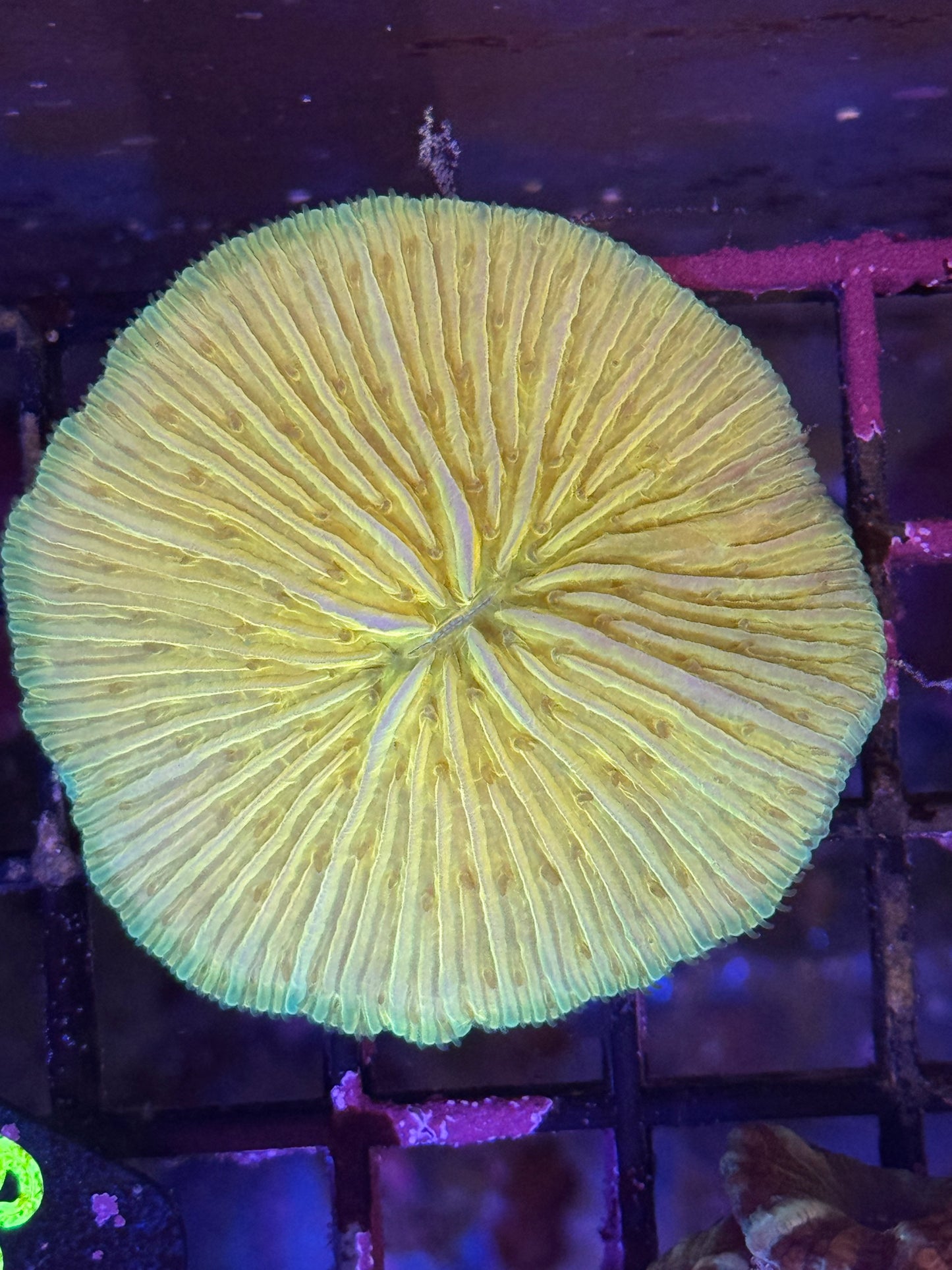 Gold Plate Coral (B88)