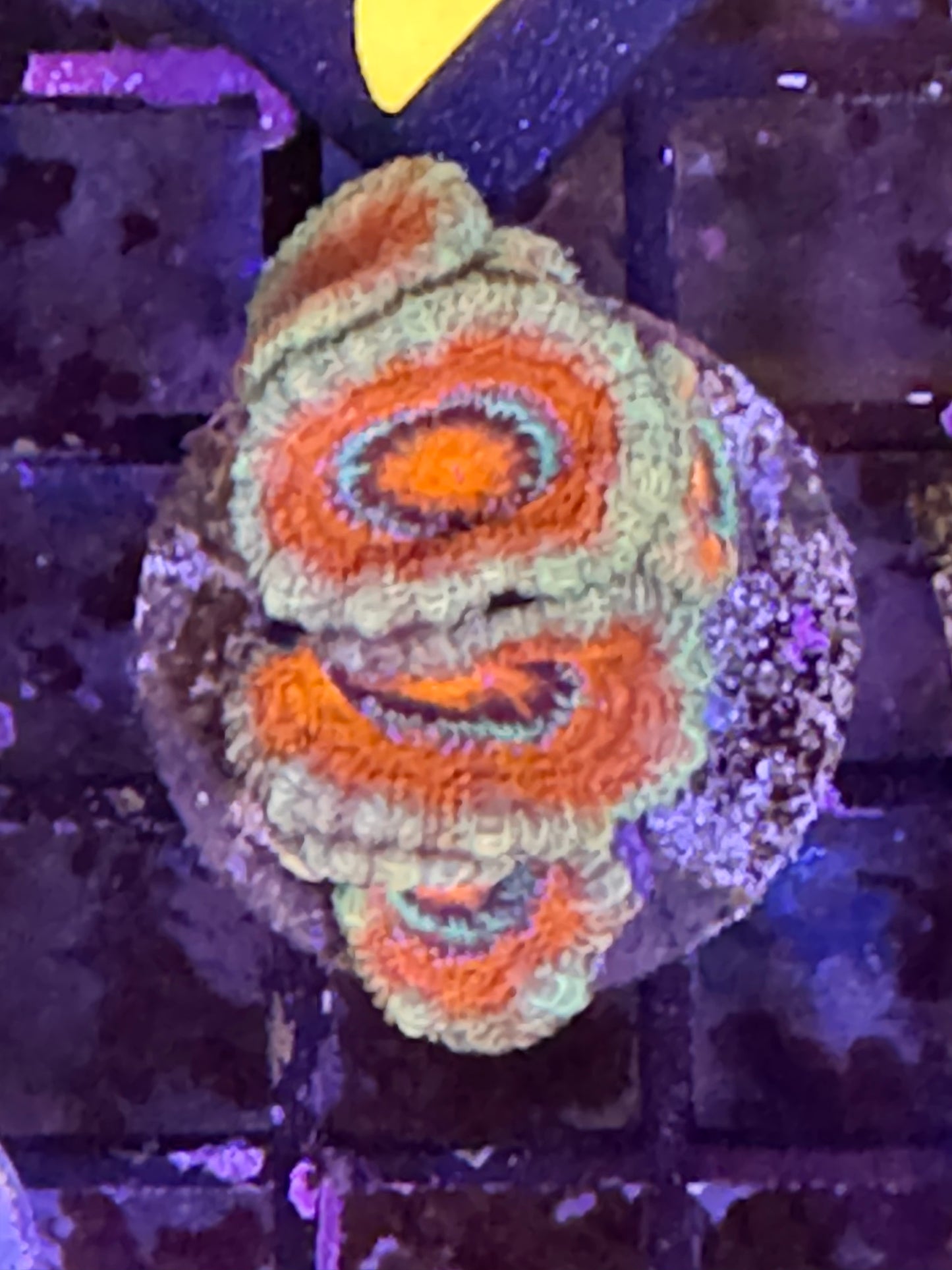 5 head micromusa (22)