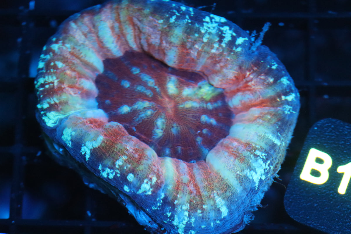 Aussie Strawberry Scoly (B176)