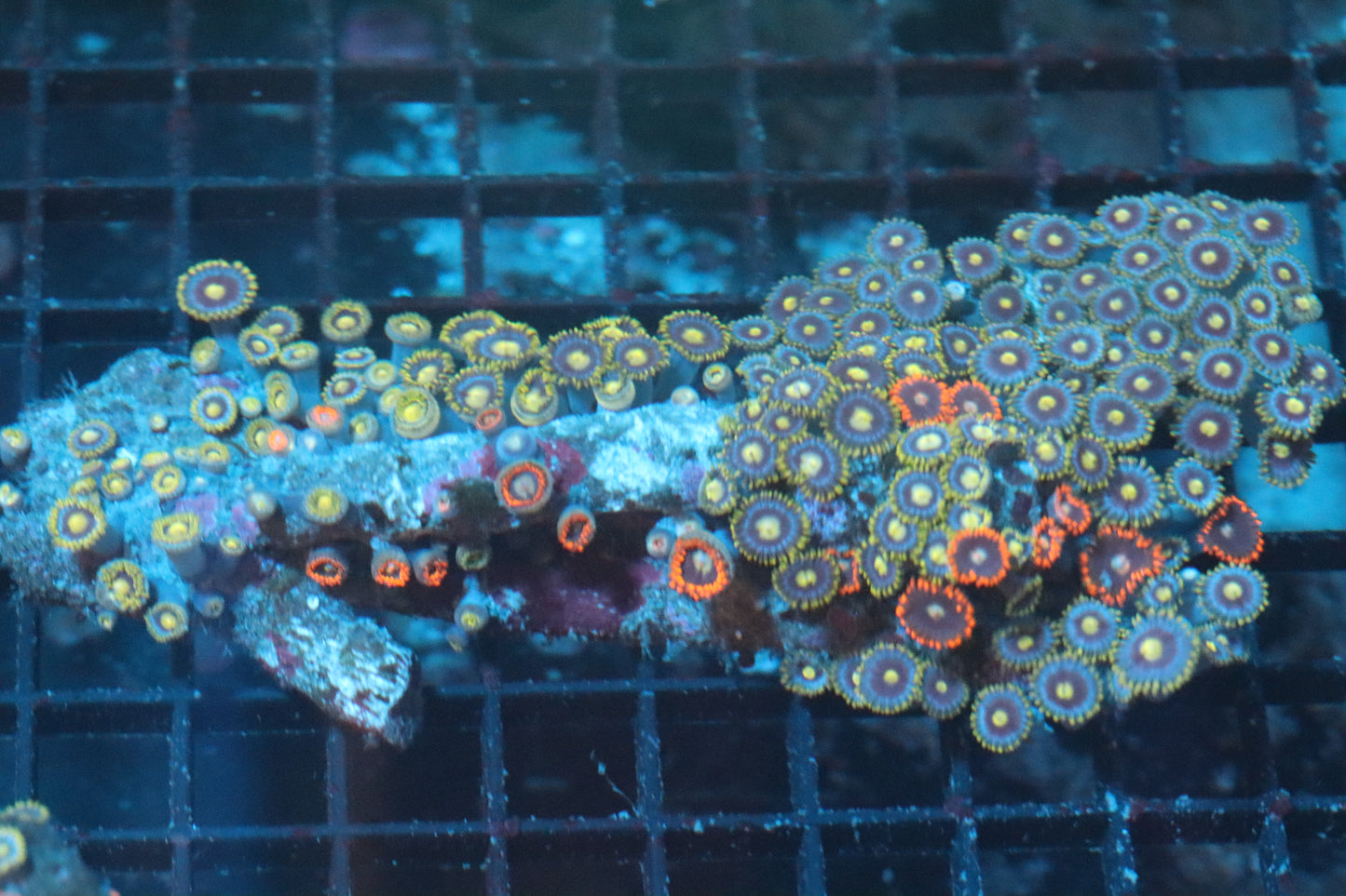 Zoa Colony on Live Rock (A103)