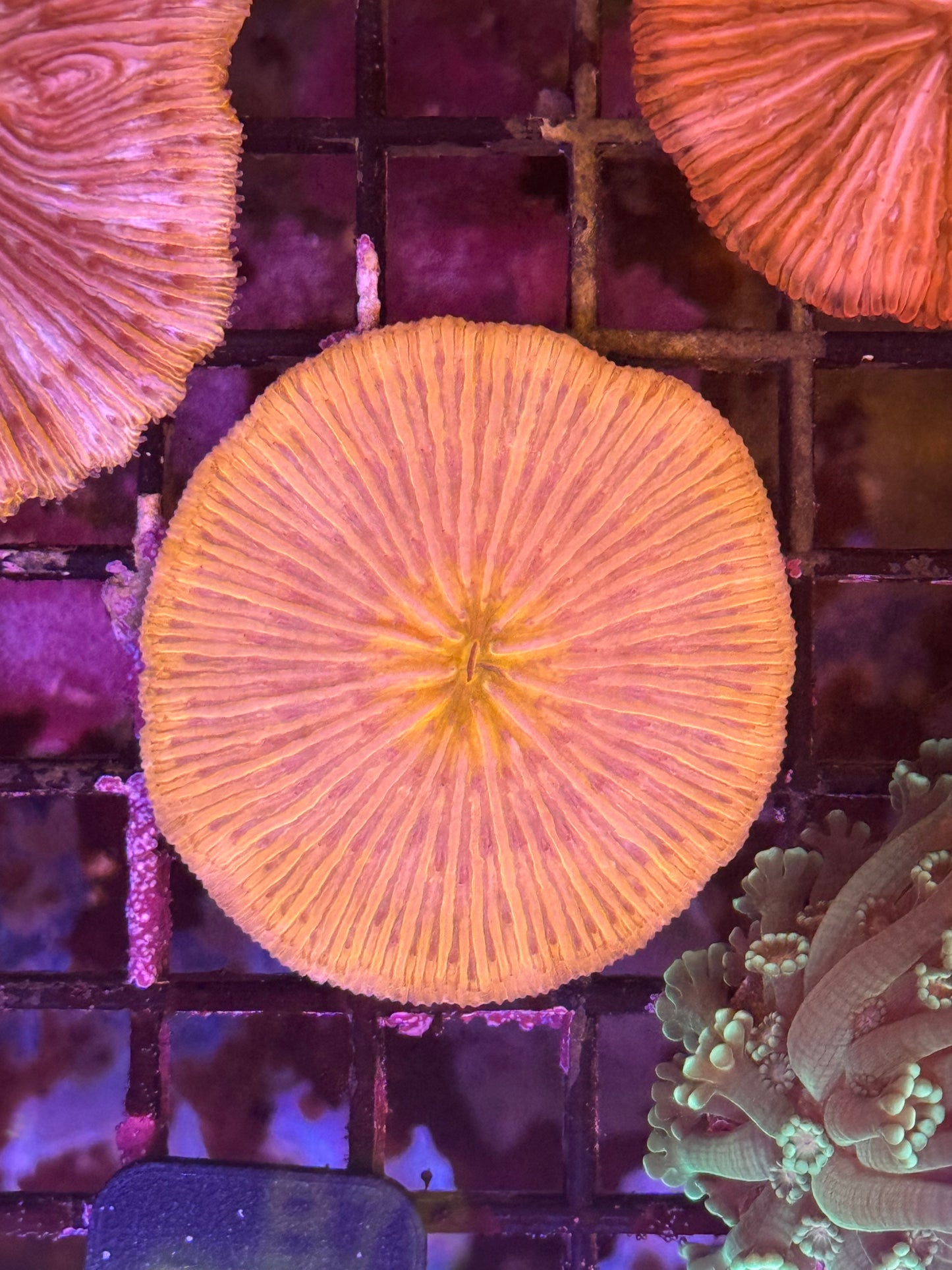 Bright Orange Plate Coral (B76)