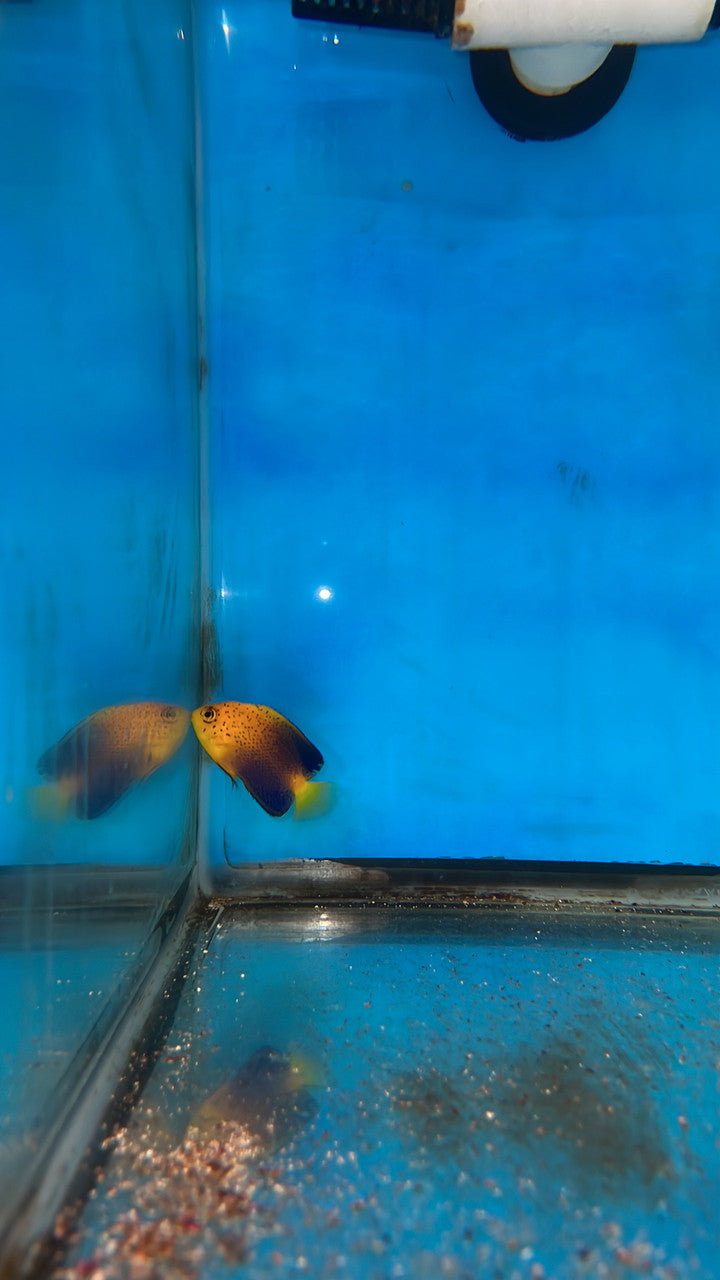 Interruptus Angel | Centropyge interruptus- 2" WC