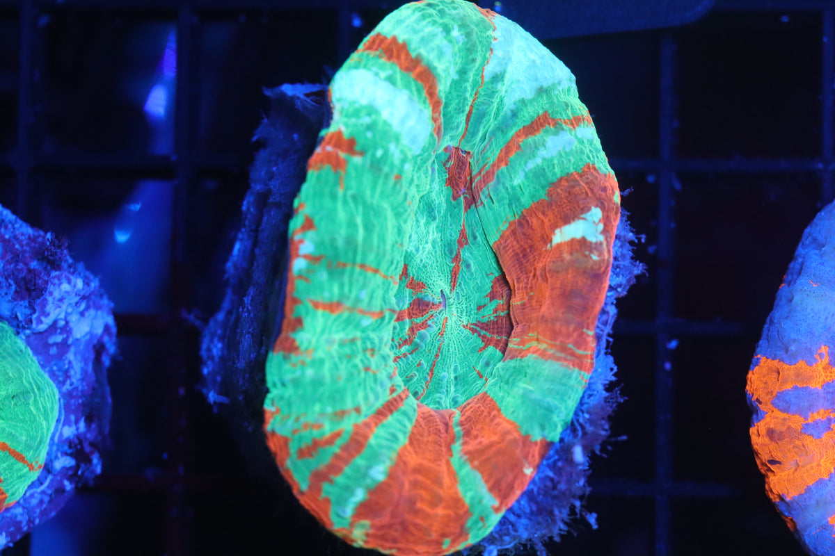 Bleeding Apple Scoly (B185)