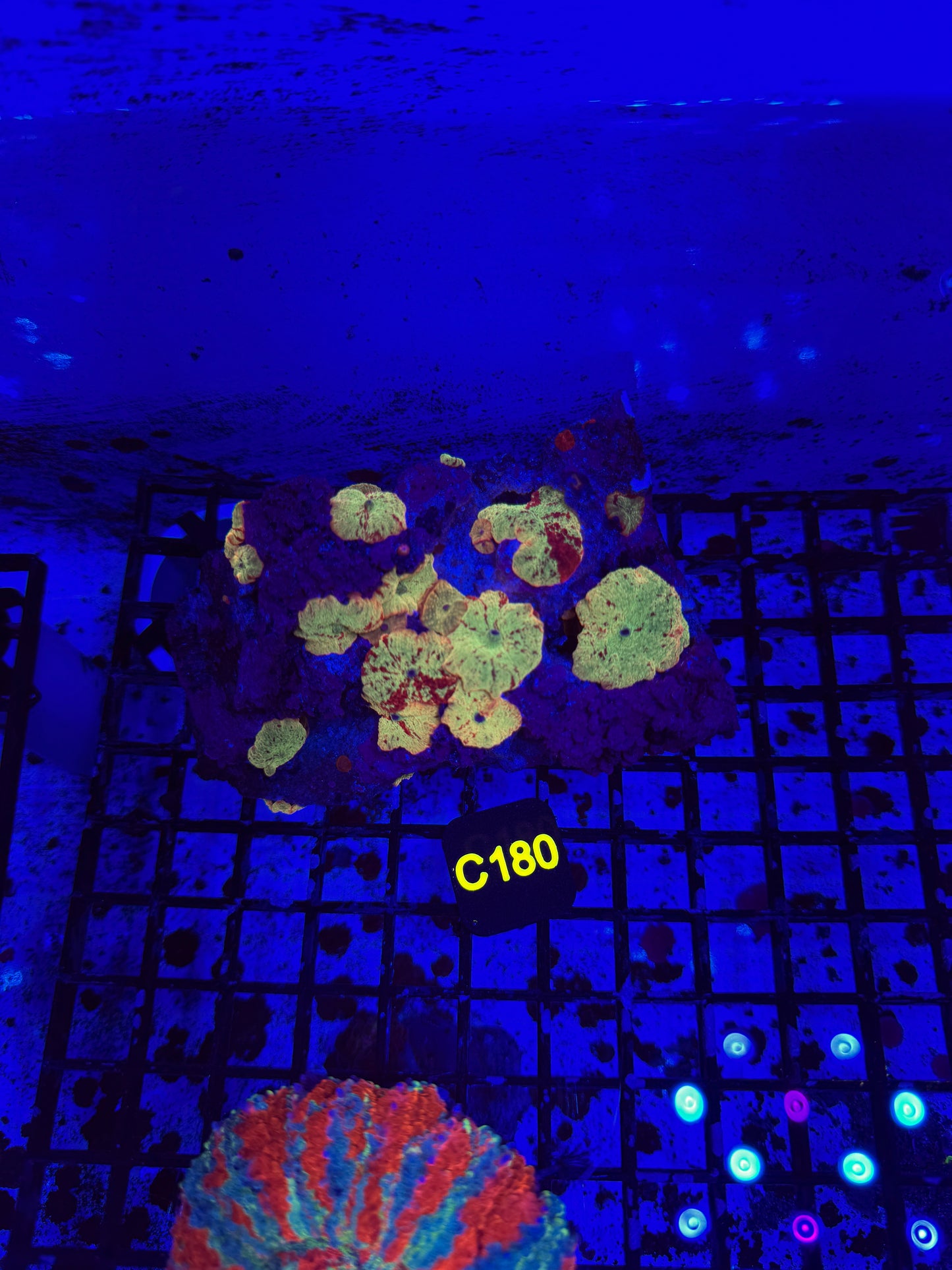 Jawbreaker on live rock colony (C180)