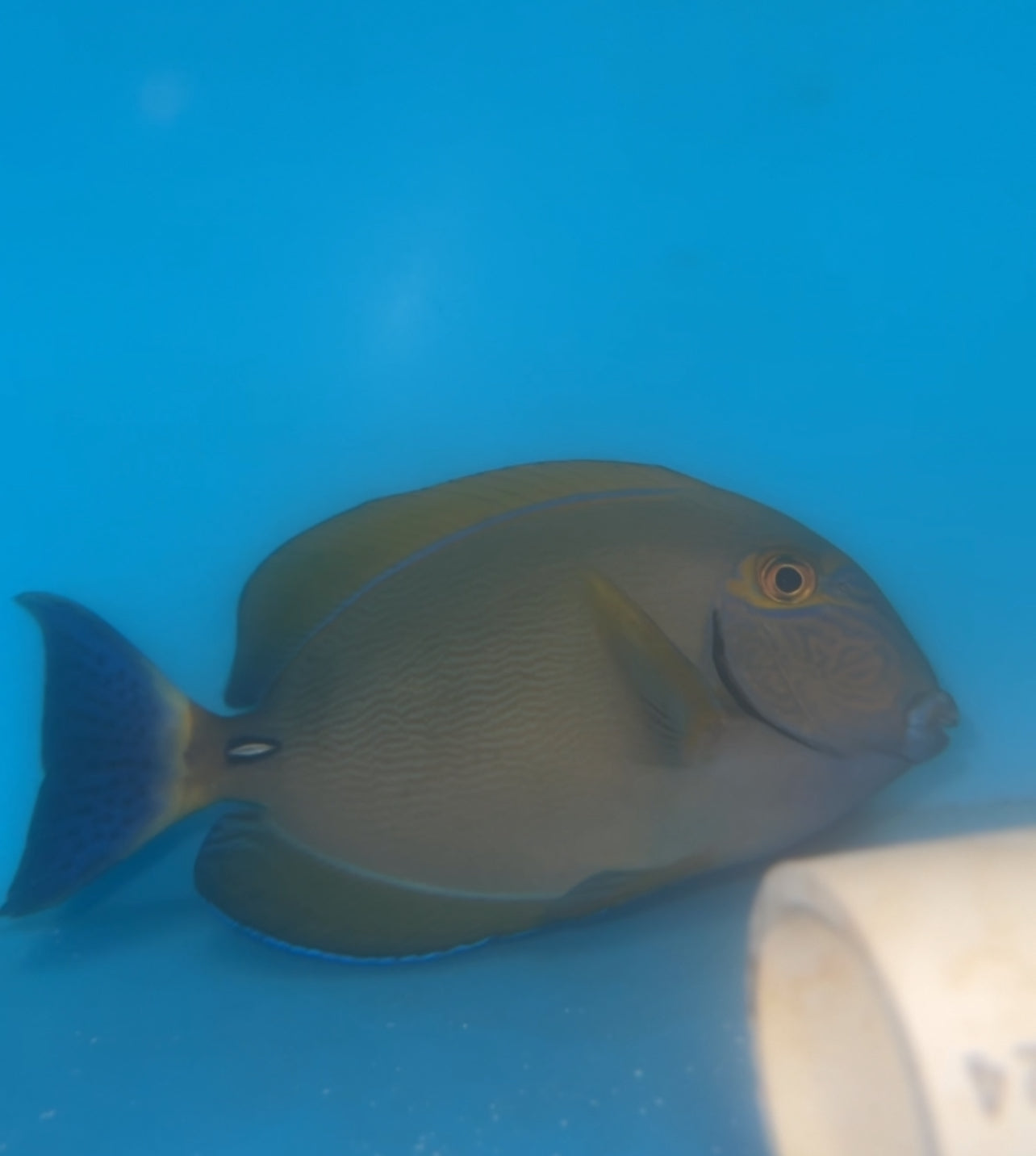 Dussumeri Tang-Adult 5-6" (Australia )