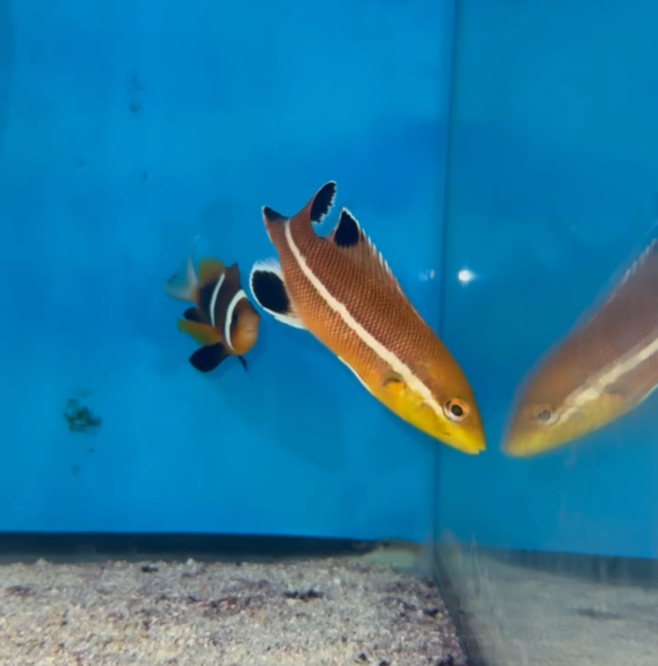 Semicossyphus reticulatus - sheepshead wrasse
