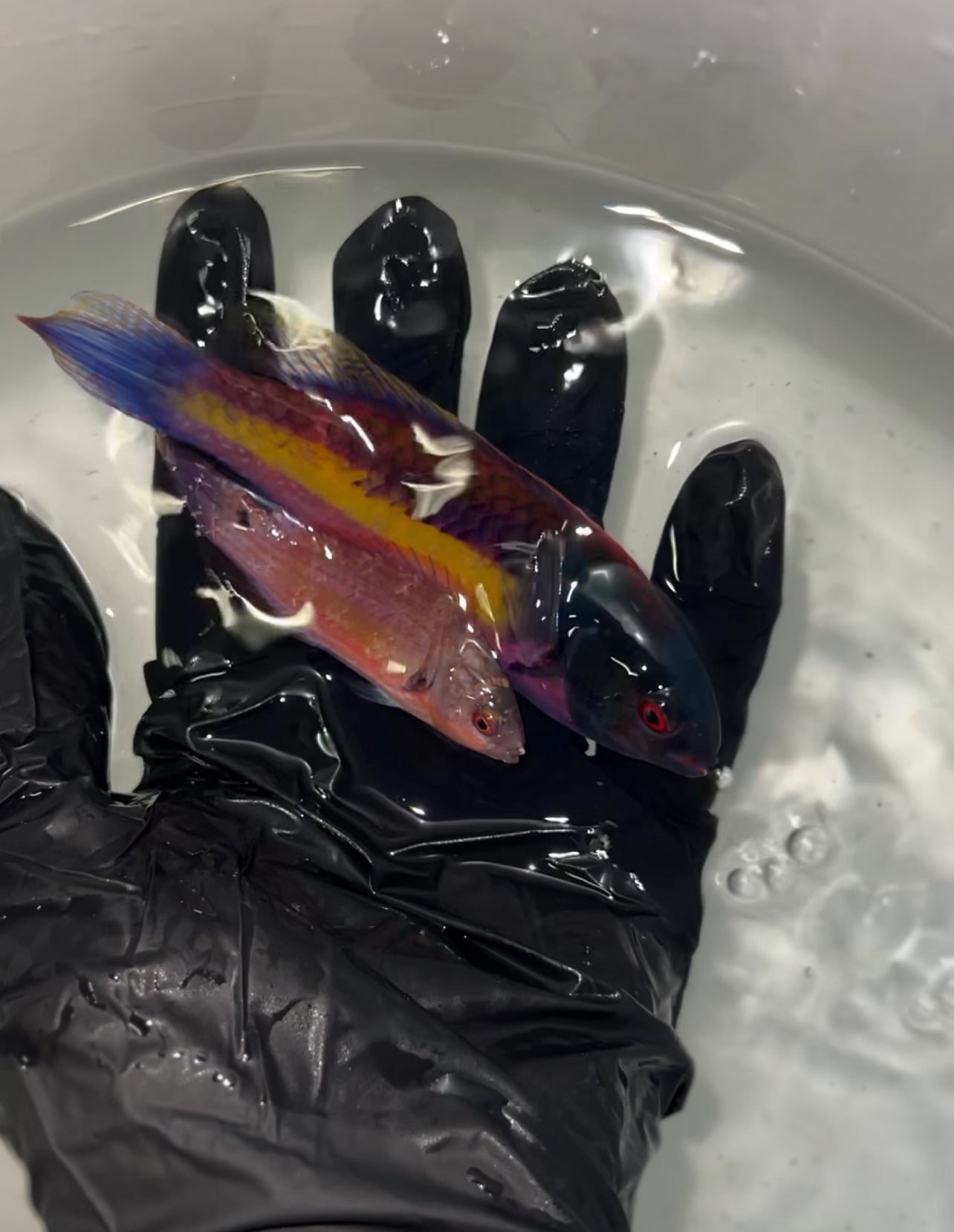 Randall’s Fairy Wrasse PAIR - Cirrhilabrus randalli