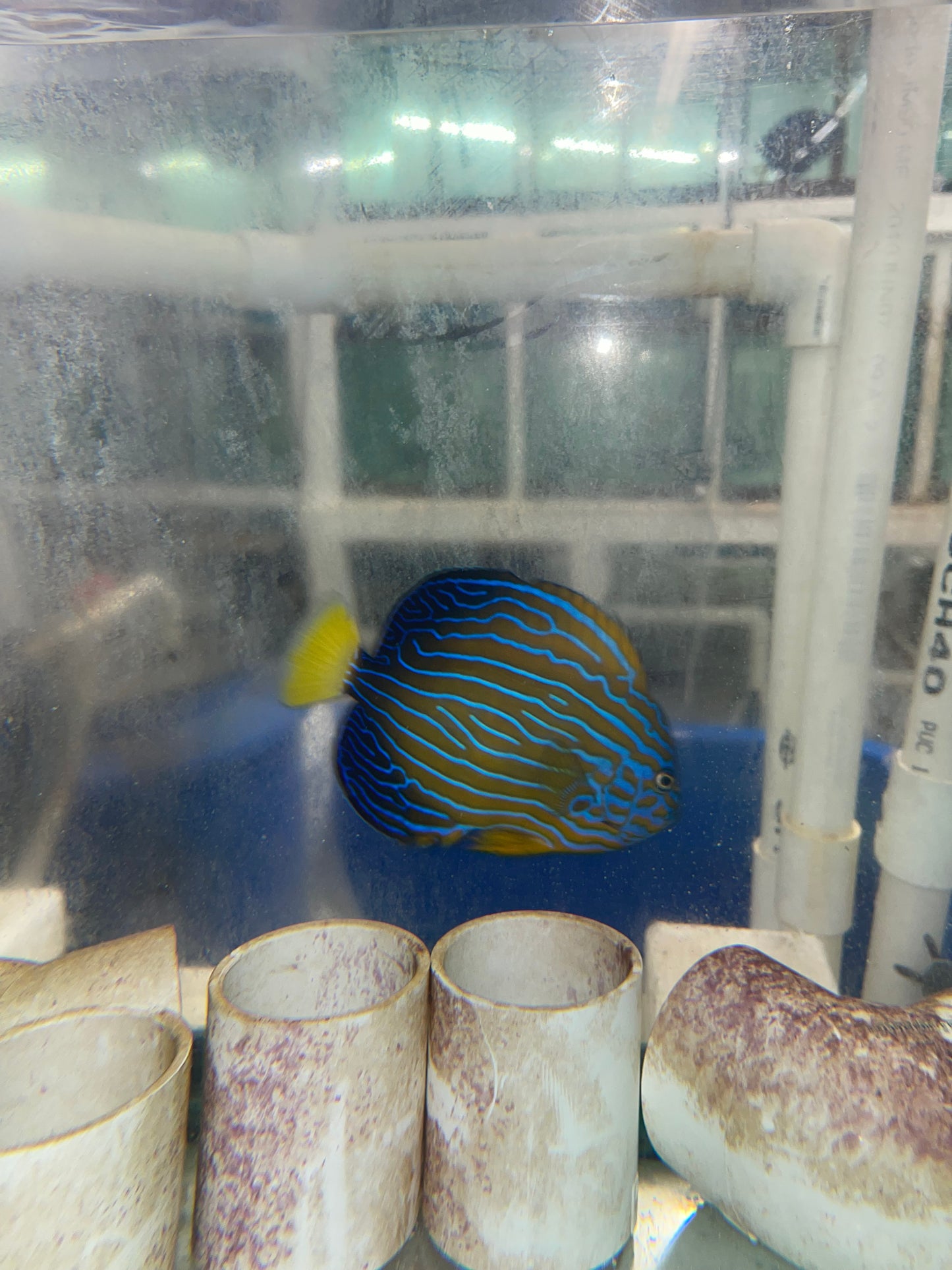 Maze (orange face) Angelfish-Chaetodontoplus Chrysocephalus 6"