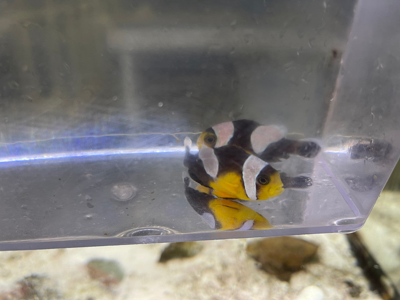 Yellow Saddleback Clownfish Pair (PNG)
