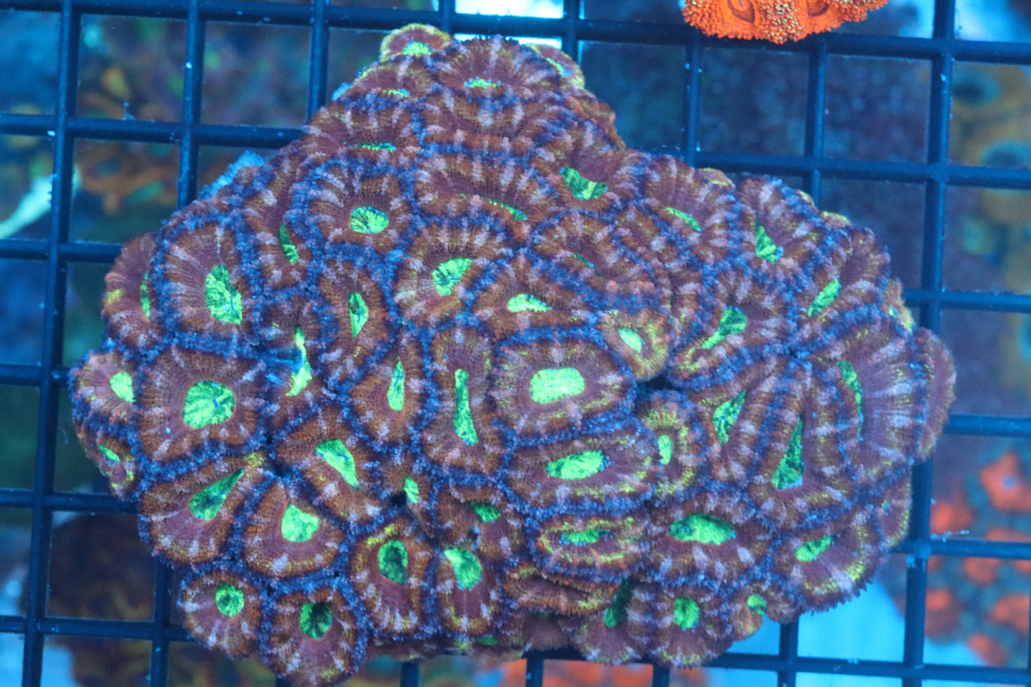 Micromussa Lord Colony (A12)