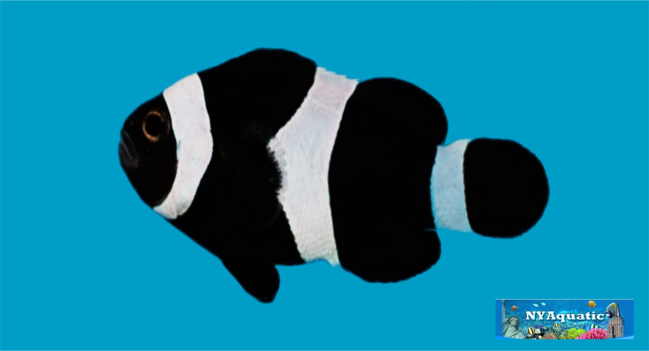 Full Black Ocellaris Clownfish (1-2cm)