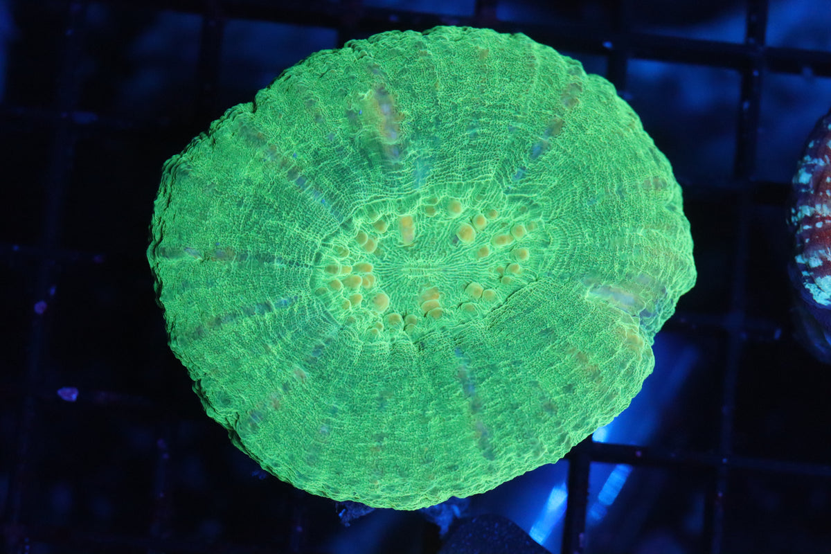 Aussie Solid Green Scoly (B182)