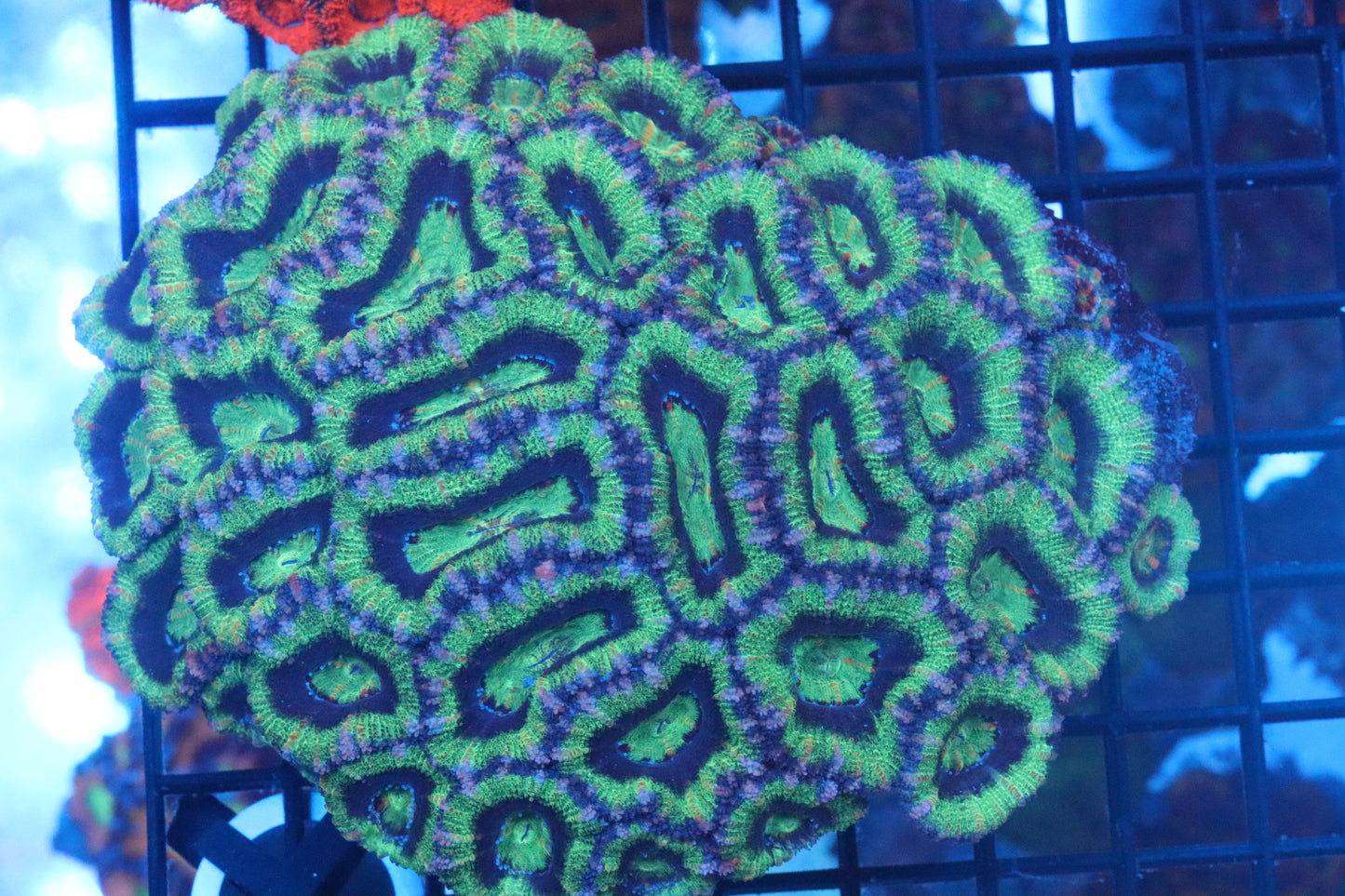 Micromussa Lord Colony (A5)