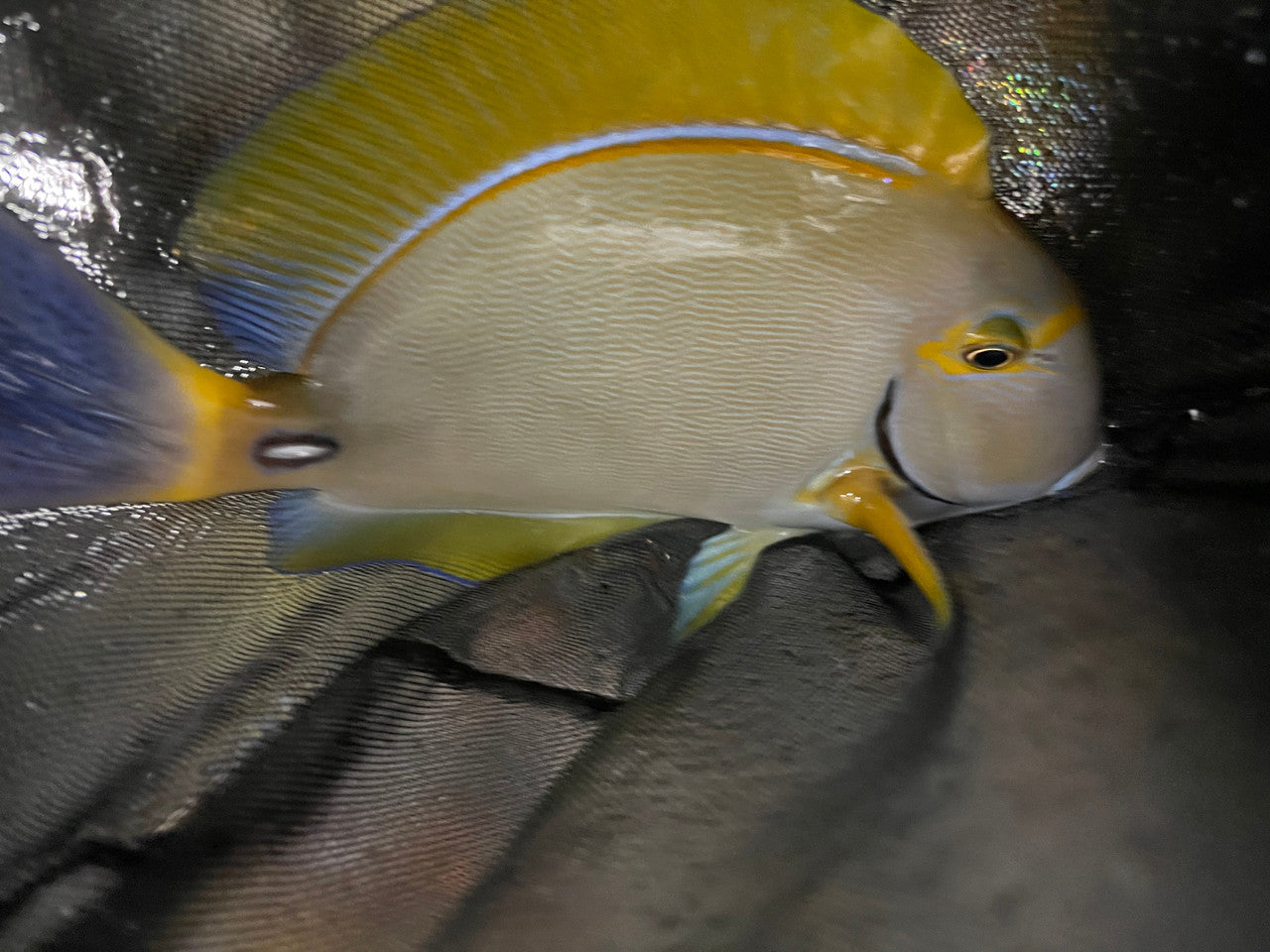 Dussumeri Tang-Adult 8-9” (Madagascar)